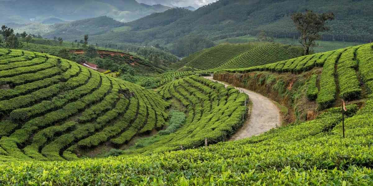 Kerala Tour from Mumbai - Munnar  Thekkady - Alleppey in Nedumbassery, Kerala - photo 1