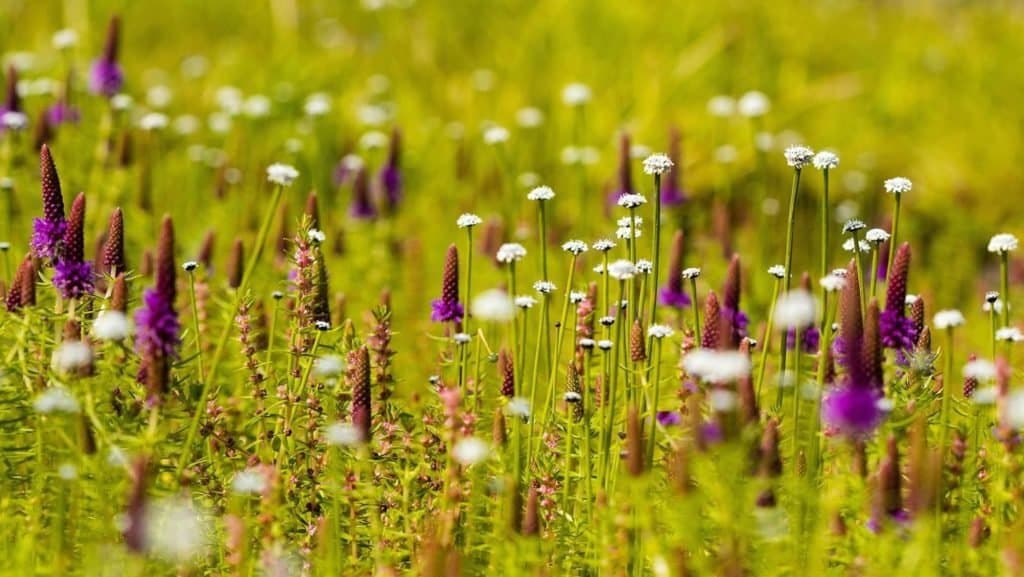 Kaas Plateau Tour from Mumbai in Kaas Plateau Tour from Mumbai - photo 1