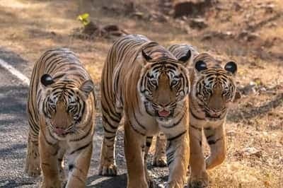 Panna Wildlife and Khajuraho Dance Festival - Women-Only Tour