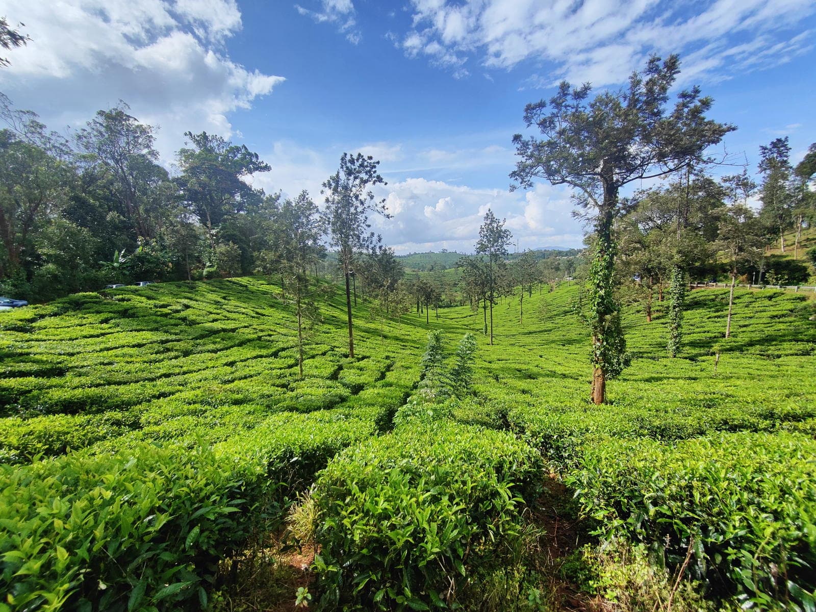Wayanad Green Paradise Tour