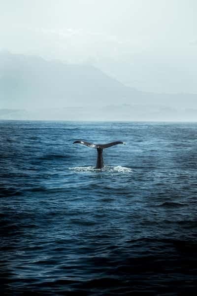 Sri Lanka: Pearl of the Indian Ocean